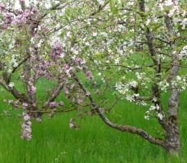 Pommier nain : Guide de plantation et d’entretien pour une bonne récolte