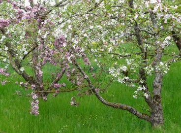 Pommier nain : Guide de plantation et d’entretien pour une bonne récolte