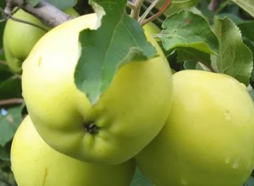 Pommier Phoenix Altai : caractéristiques de la variété et entretien