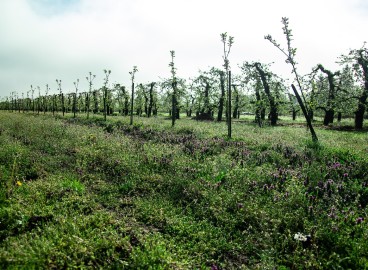 L'importance du collet du pommier : que faire si vous l'avez planté trop profondément ou pas assez profondément ?