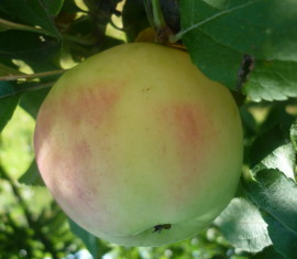 Apple tree Moskovskoe pozdennye: characteristics of the variety and care