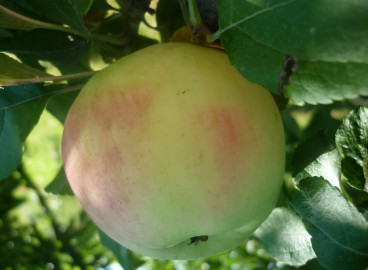 Apple tree Moskovskoe pozdennye: characteristics of the variety and care