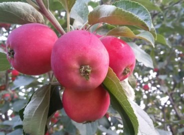 Pommier Altai Rumyanoe : caractéristiques de la variété et entretien