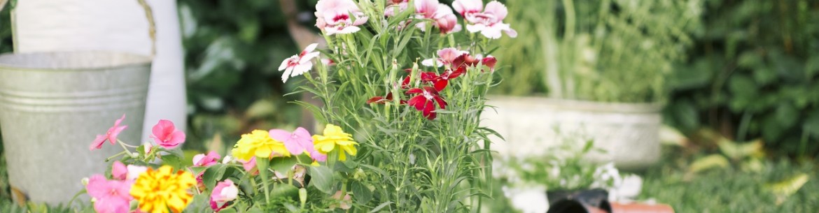 Que peut-on planter sur ce site ?