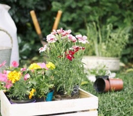 Que peut-on planter sur ce site ?