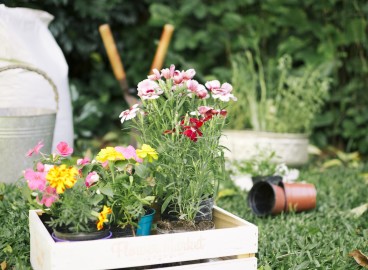 Que peut-on planter sur ce site ?