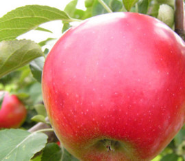 Pommier Aphrodite : caractéristiques de la variété et entretien