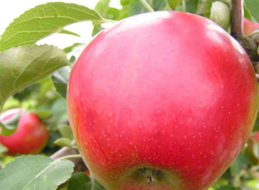 Pommier Aphrodite : caractéristiques de la variété et entretien