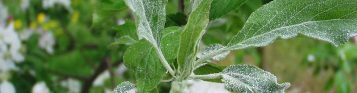 Oïdium sur les pommiers : comment combattre la maladie et comment traiter les arbres au jardin