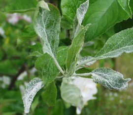 Oïdium sur les pommiers : comment combattre la maladie et comment traiter les arbres au jardin