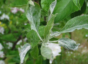 Oïdium sur les pommiers : comment combattre la maladie et comment traiter les arbres au jardin