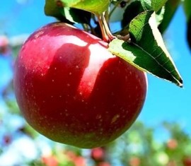 Pommier Slava Pobeditelyam : caractéristiques de la variété et entretien