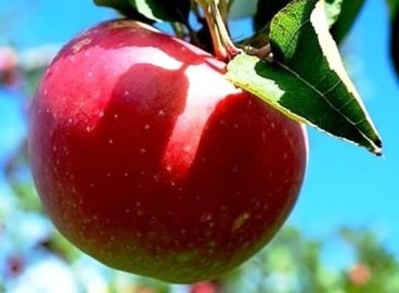 Pommier Slava Pobeditelyam : caractéristiques de la variété et entretien