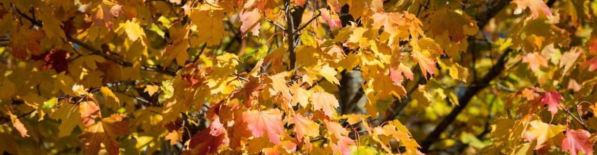 Comment et avec quels produits traiter votre jardin contre les parasites en automne : conseils et règles importants