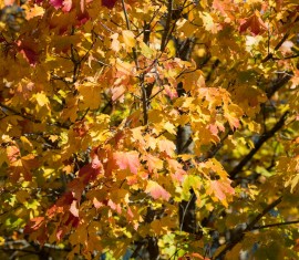 Comment et avec quels produits traiter votre jardin contre les parasites en automne : conseils et règles importants