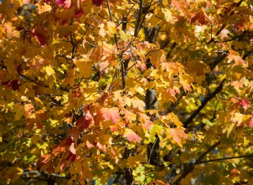 Comment et avec quels produits traiter votre jardin contre les parasites en automne : conseils et règles importants