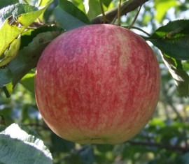 Pommier Izbrannitsa : caractéristiques de la variété et entretien