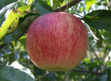 Pommier Izbrannitsa : caractéristiques de la variété et entretien