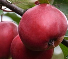 Pommier Tsyganka : caractéristiques de la variété et entretien