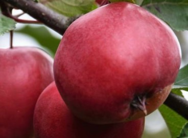 Pommier Tsyganka : caractéristiques de la variété et entretien