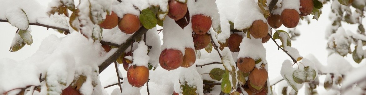 Fissures dues au gel sur les pommiers et autres arbres fruitiers : comment traiter les troncs et les branches