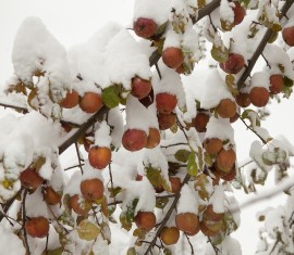 Fissures dues au gel sur les pommiers et autres arbres fruitiers : comment traiter les troncs et les branches