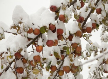 Fissures dues au gel sur les pommiers et autres arbres fruitiers : comment traiter les troncs et les branches
