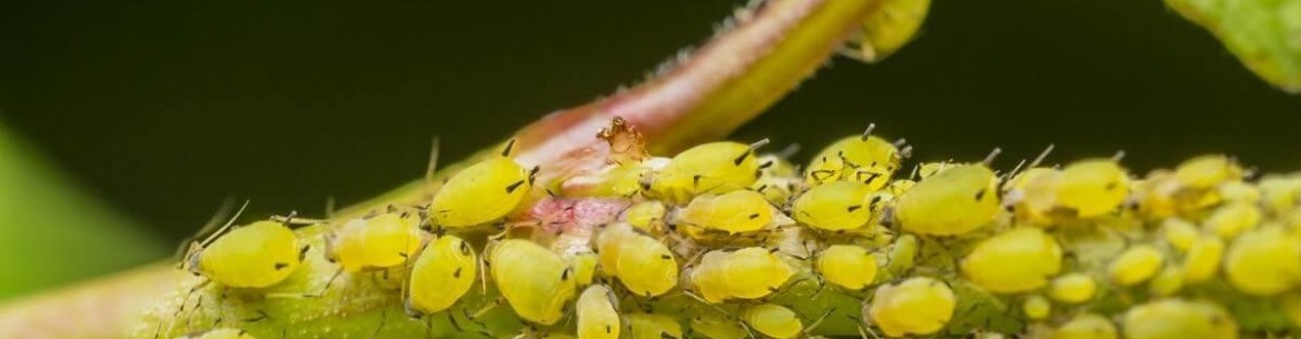 Lutte contre les pucerons sur les arbres fruitiers : 10 méthodes efficaces