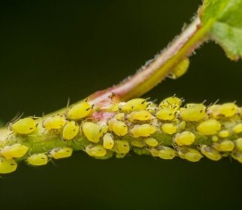 Lutte contre les pucerons sur les arbres fruitiers : 10 méthodes efficaces