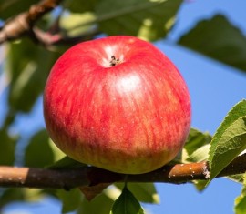Pommier Olympic : caractéristiques de la variété et entretien