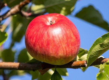 Pommier Olympic : caractéristiques de la variété et entretien