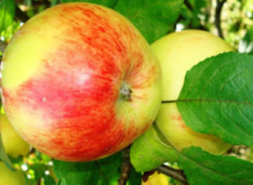 Pommier Primorskoye : caractéristiques de la variété et entretien