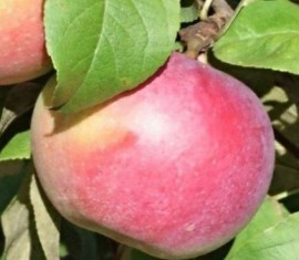 Pommier Kumir : caractéristiques de la variété et entretien