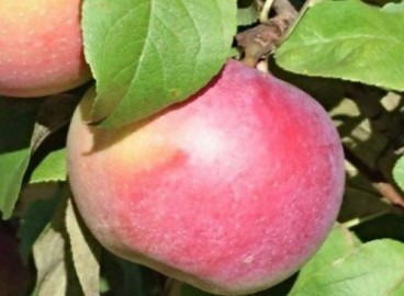 Pommier Kumir : caractéristiques de la variété et entretien