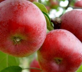 Pommier Pospekh : caractéristiques de la variété et entretien