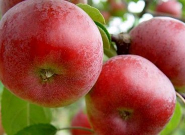 Pommier Pospekh : caractéristiques de la variété et entretien