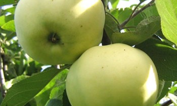 Pommier Antonovka : caractéristiques de la variété et entretien