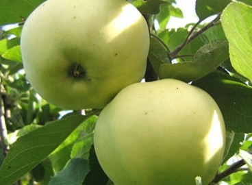 Pommier Antonovka : caractéristiques de la variété et entretien