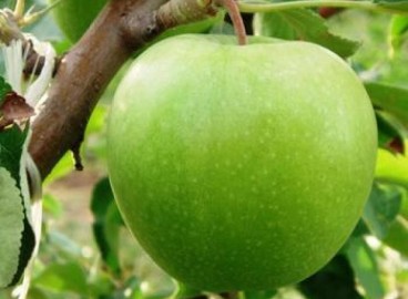 Pommier Granny Smith : caractéristiques de la variété et entretien