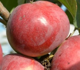 Pommier de conférence : caractéristiques de la variété et entretien