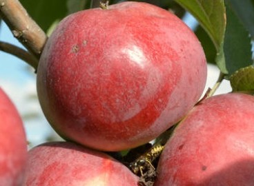 Pommier de conférence : caractéristiques de la variété et entretien