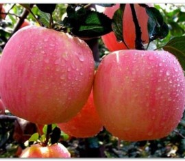 Pommier de Bachkirie : beauté de la variété et entretien