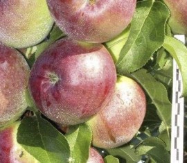 Poésie autour du pommier : caractéristiques de la variété et des soins