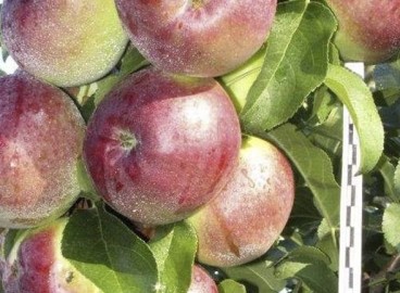 Poésie autour du pommier : caractéristiques de la variété et des soins