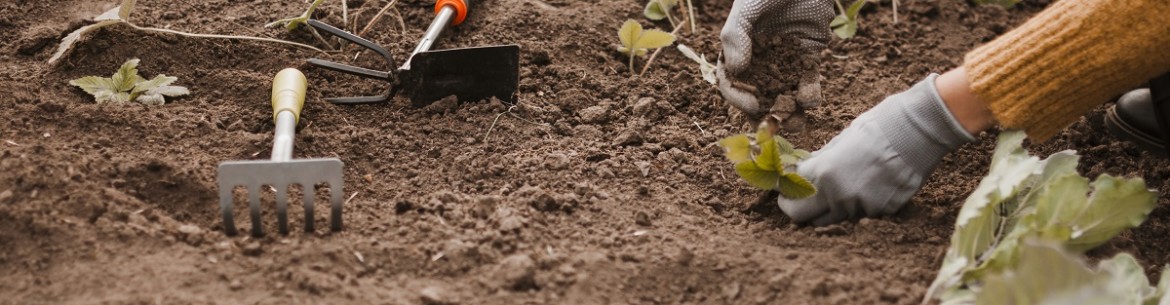 Comment préparer le sol pour la plantation