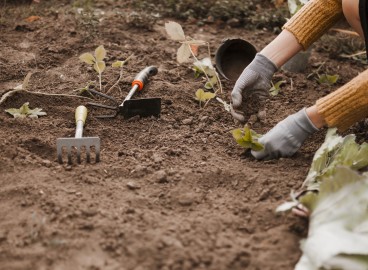 Comment préparer le sol pour la plantation