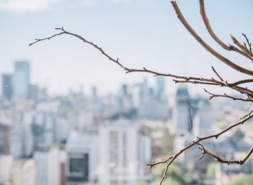 Pourquoi le pommier ne s'est-il pas réveillé après l'hiver ?