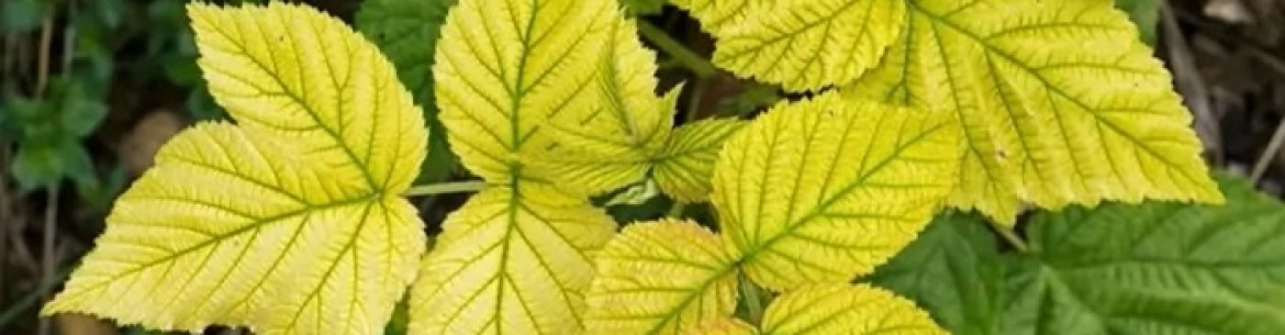 Chlorose chez les plantes : causes, symptômes et traitement efficace