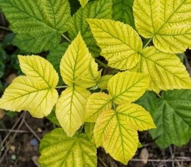 Chlorose chez les plantes : causes, symptômes et traitement efficace