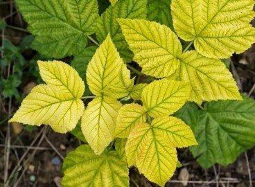 Chlorose chez les plantes : causes, symptômes et traitement efficace